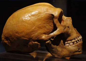 Homo, neanderthalensis;