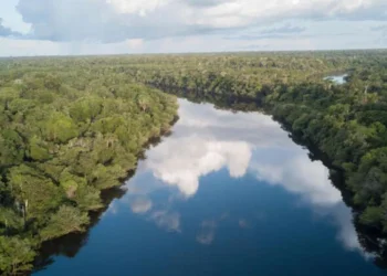 floresta, amazônica, biodiversidade;