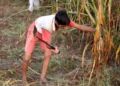 Exploração, Criança, Adolescente;