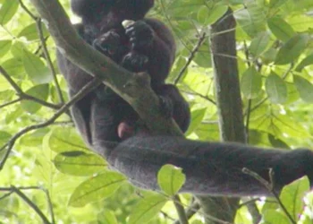 macaco, da Amazônia, primata, endêmico do, Brasil;